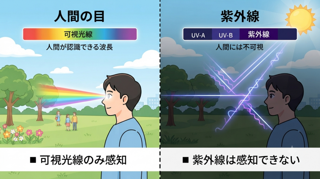人éã®ç®ã¯å¯èŠå
ç·ã®ã¿æç¥ãããäžæ¹ã§ã玫å€ç·ïŒUV-A /UV-BïŒã¯æç¥ã§ããªãã